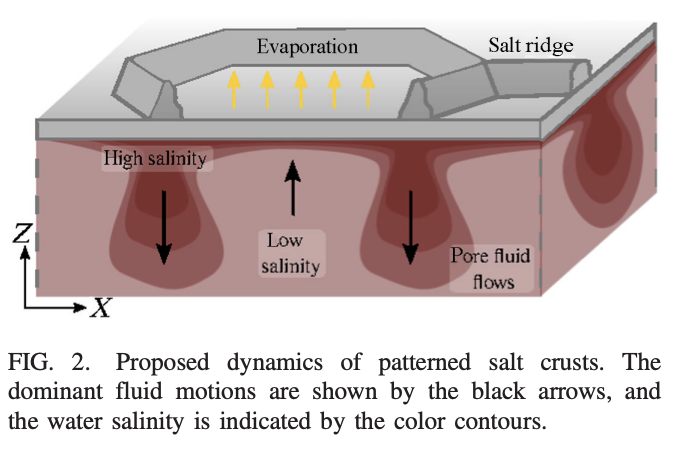 Proposed dynamics of patterned salt crusts: evaporation pulls water out of the crust, dense high-salinity brine sinks under the ridges (black down-arrows), and fresher low-salinity brine rises between them. Surface ridges sit above the downwellings.